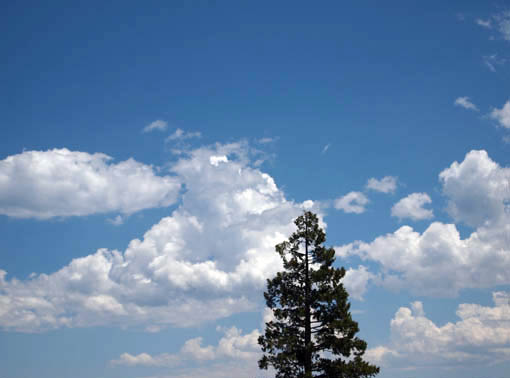 NEVADA��